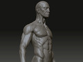 anatomy torso in zbrush3 
