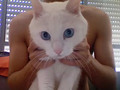 My White Cat