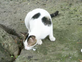 Cat in Panama City
