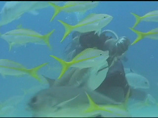 Sharks Feeding