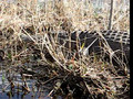 Gators at Okefenokee Swamp 1