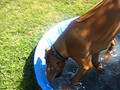 Rufus discovers water