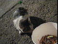 MVI_1592 cats eating KFC 20080412.AVI
