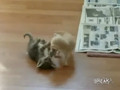 How To Break Up A Cat Fight