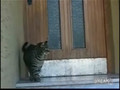 Smart Cat Opens Front Door