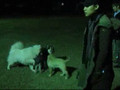 080214Yoochun Junsu with their dogs,Harang and Syaki
