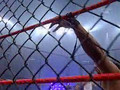 TNA Lockdown 08 - FULL PPV