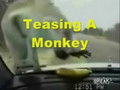 How To Keep A Monkey Busy