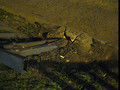 200804170104 photos and videos 055 fence damage from car accident.avi