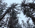 Nordafrost - Frozen Paths