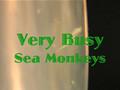 Busy Sea Monkeys