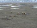 The Elk Refuge in Jackson Hole Wyoming