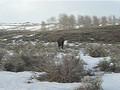 Moose in Jackson Hole Wyoming
