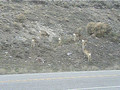 Mule Deer in Jackson Hole Wyoming