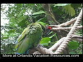 Talking Parrot at Animal Kingdom Disney