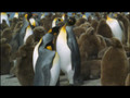 NATURE | Penguins of the Antarctic | The Paso Doble | PBS 