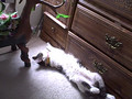 sleeping cat: RIP Jazz  (1995-2011)