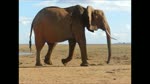 5 Tage Safari in die Maasai Mara und zum Lake Nakuro, erleben Sie die Big 5