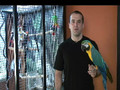 Macaw Training: Teaching "Shake Head - No" Trick