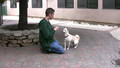 Kingston: Dog available at PetOrphans.org