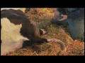 Dirty Jobs: Birthing a Cow 