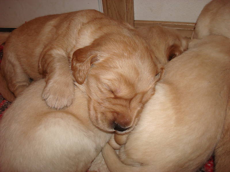 Golden Labrador Puppy Puppies at the Beckman House