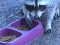 Racoon trapped