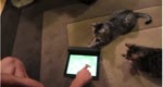 gatos y tablets