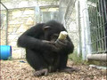 Emma and Jackson -- Chimpanzees