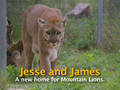 Jesse and James -- Mountain Lions