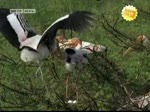 40. Storch