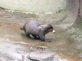 otter plays