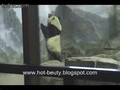 Panda Escape From Cage