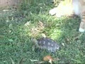 killer tortoise