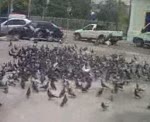 Praça infestadas pombos