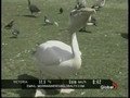 Pelican Eats Pigeon