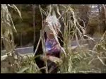 Funny Spoof on the Corn Field Killer During Fall Harvest - Halloween Season - Jolean Does it!