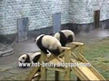 Save The panda