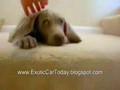 cute puppy scare to go down stair