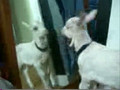 goat butt mirror