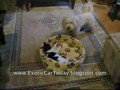 Funny Dog And Cat Fight For Bed