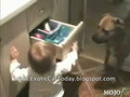 Funny Dog And Kid Fight For Drawer