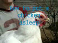 Make a Chicken Sleep
