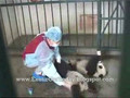 baby panda milk time