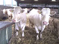 Suckler Cows And Calves