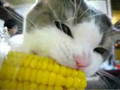 Corn Cat
