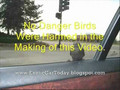 danger bird ride