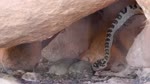 Snake eating rat