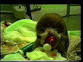 Monkey Torture ~ Out of Africa and Into the Lab (2001)