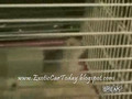 Funny Hamster Fight